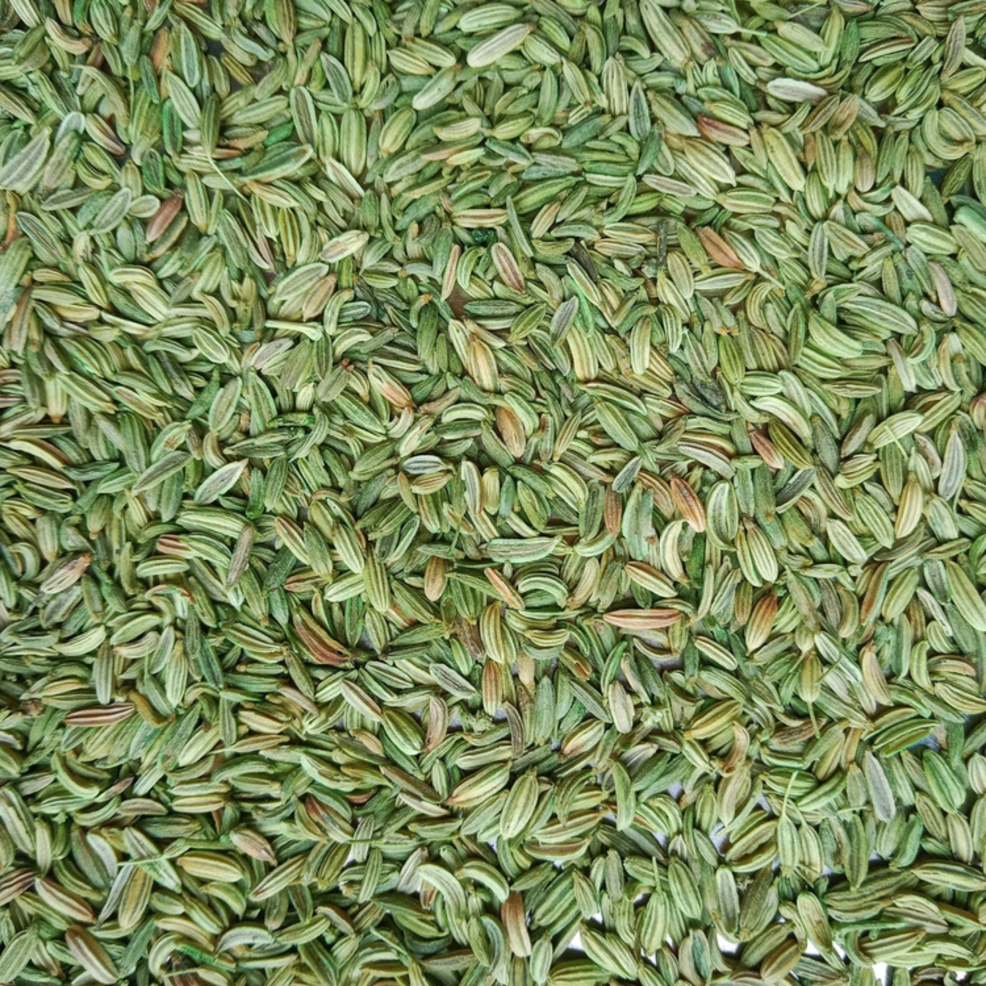 Organic Fennel Seeds (Saunf) | Best Organic Fennel Seeds |  |  Ideal for Mouth Freshener, Tea & Digestive Mixes