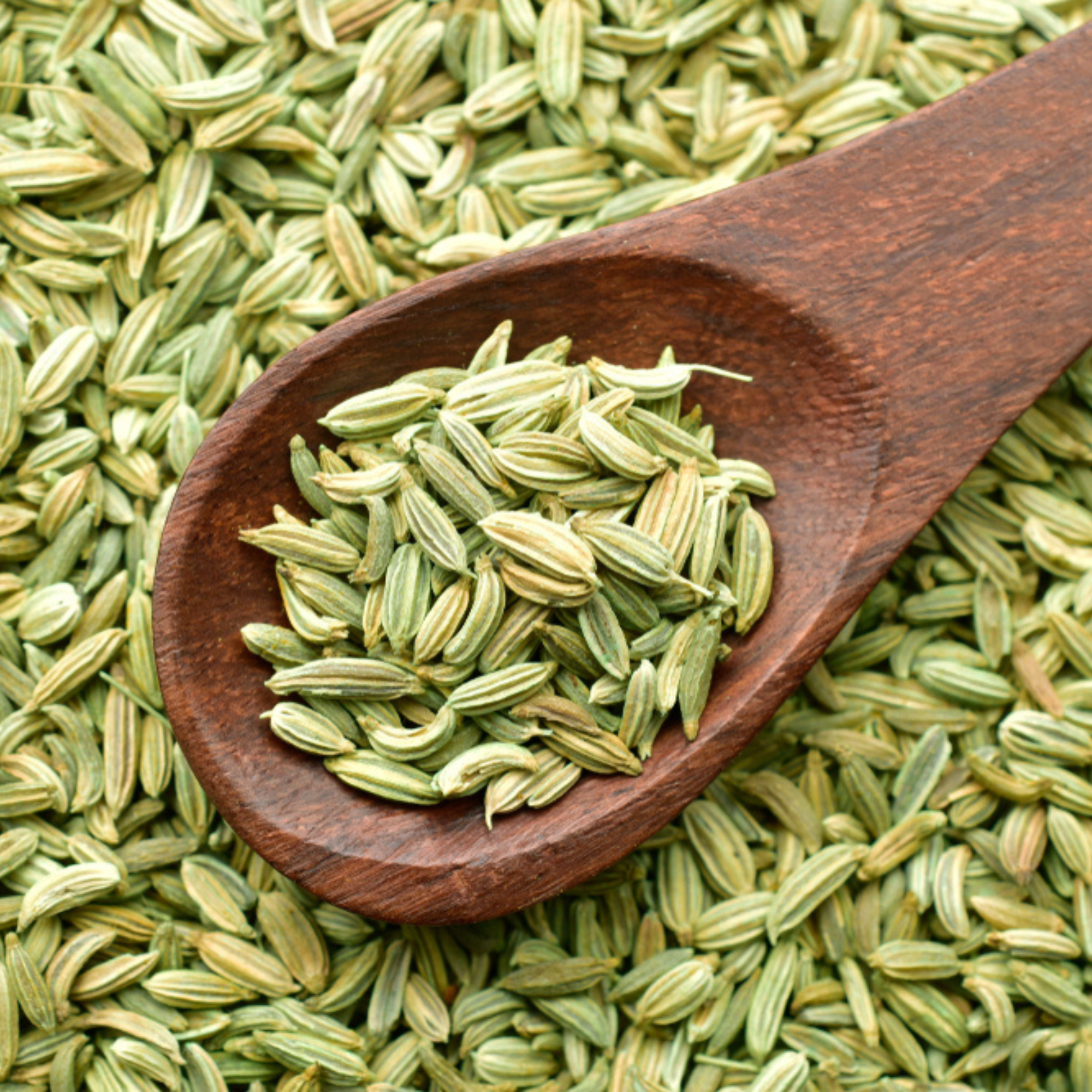 Organic Fennel Seeds (Saunf) | Best Organic Fennel Seeds |  |  Ideal for Mouth Freshener, Tea & Digestive Mixes