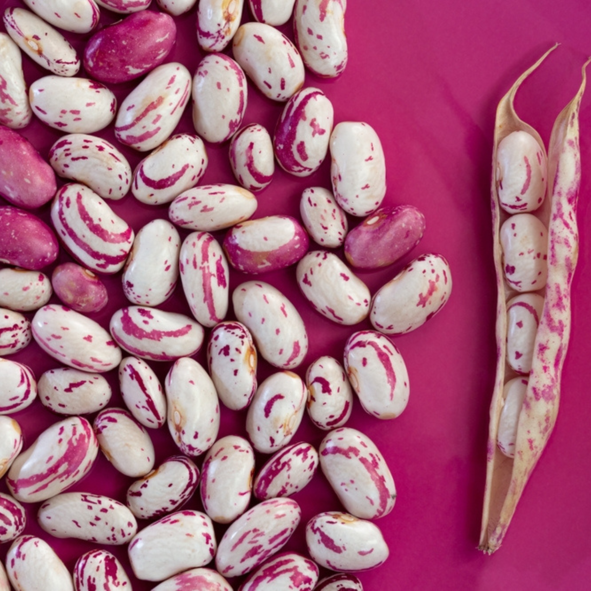 Kidney Beans | Pink Kidney Beans | Chitra Rajma | Organic Kidney Beans | High Protein Kidney Beans | Low Fat Kidney Beans