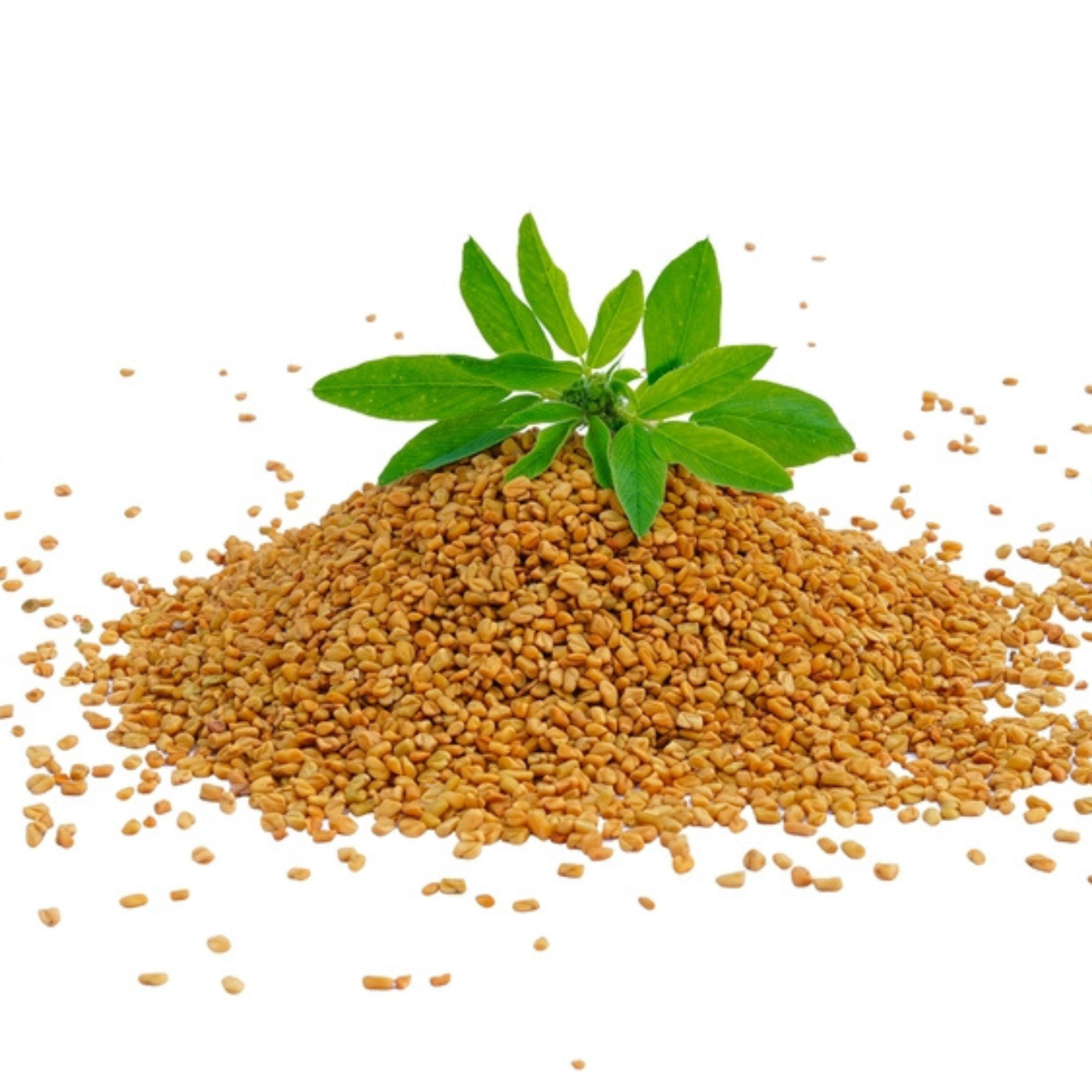 Organic Fenugreek Seeds (Methi) | Organic Ayurvedic Digestive Seed